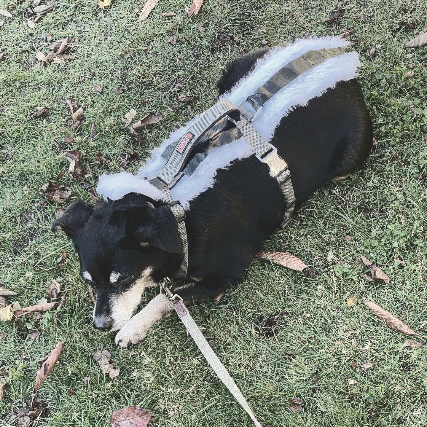 Buttons wearing her #skunk costume for #halloween 

#halloweencostume #halloweendog #victoriadogs #dogsofvictoriabc