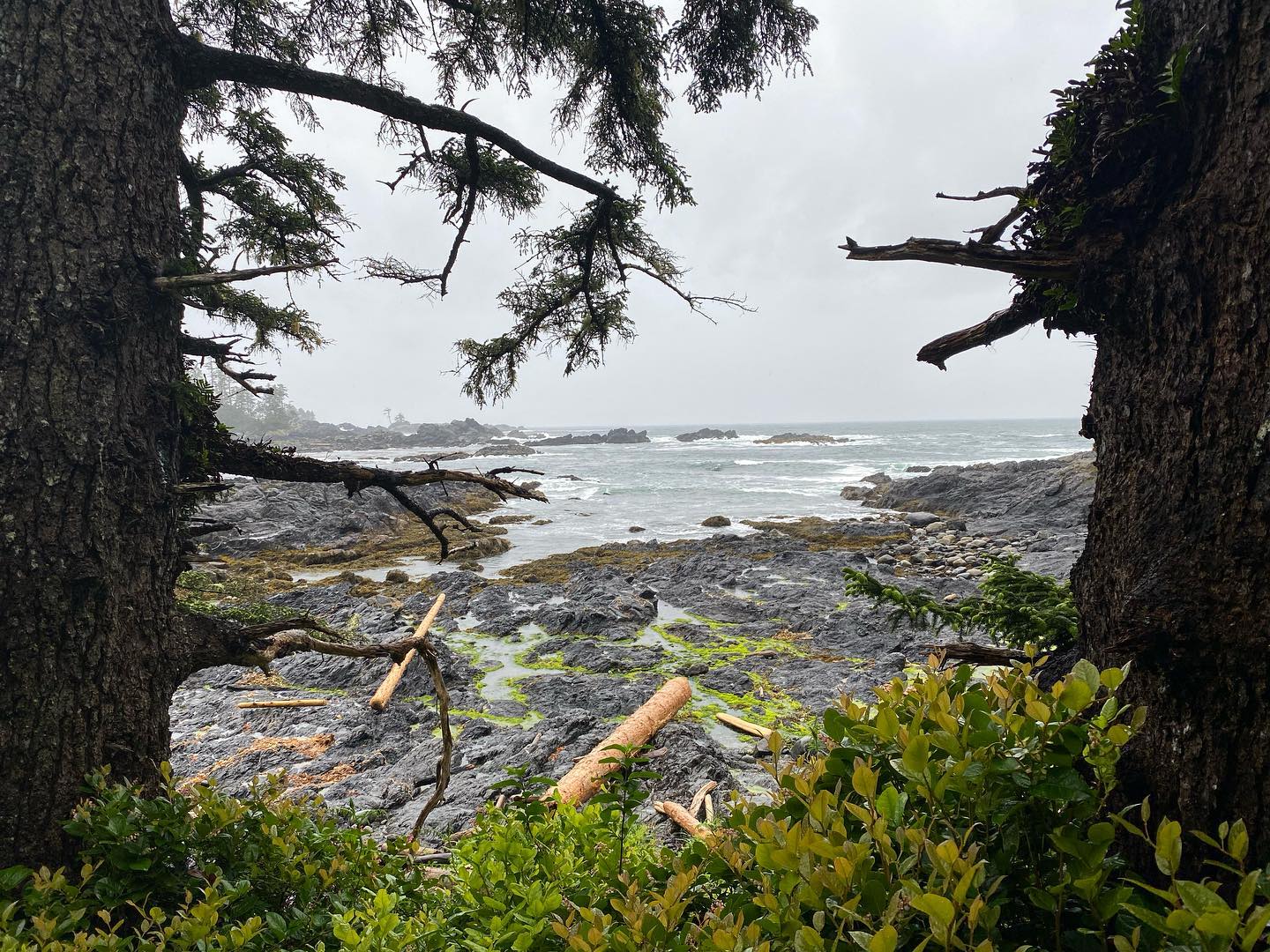 One of a million fabulous views available in #Ucluelet 

#naturephotography #oceanlife #britishcolumbia